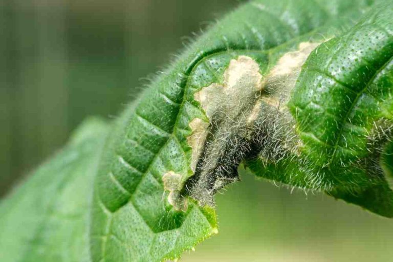 HOW TO IDENTIFY PLANT BACTERIAL, VIRAL, AND FUNGAL DISEASES