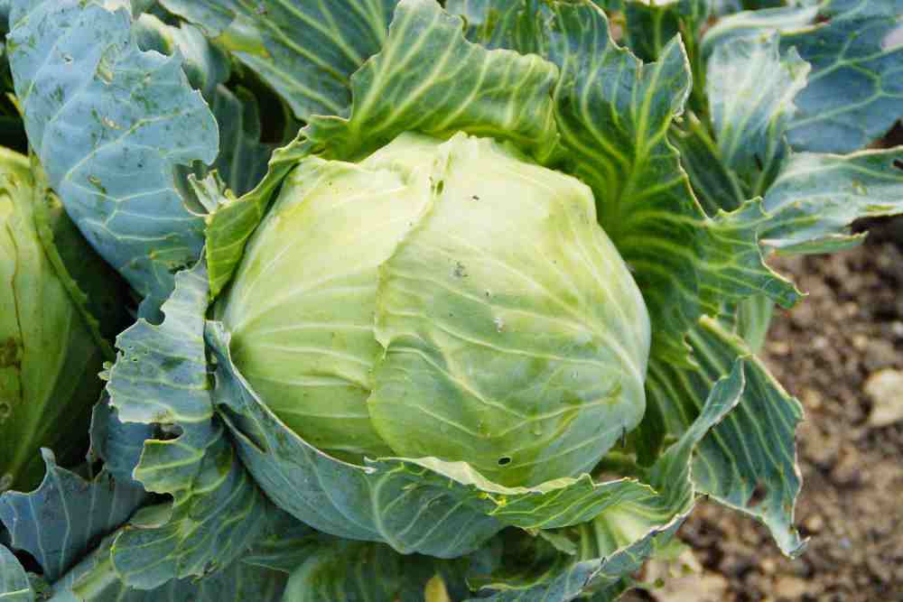 Pest and Disease of Carrot, Cabbage, Lettuce, and Potato