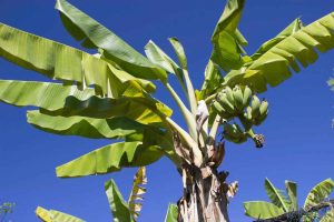 Pest and Diseases Of Banana