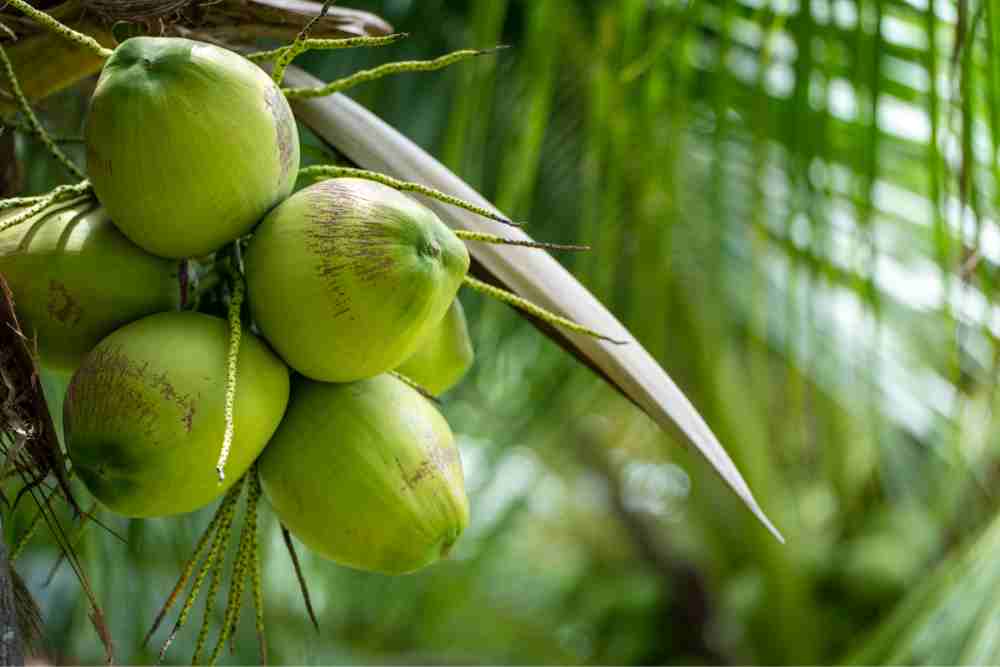 Pest and Diseases Of Coconut