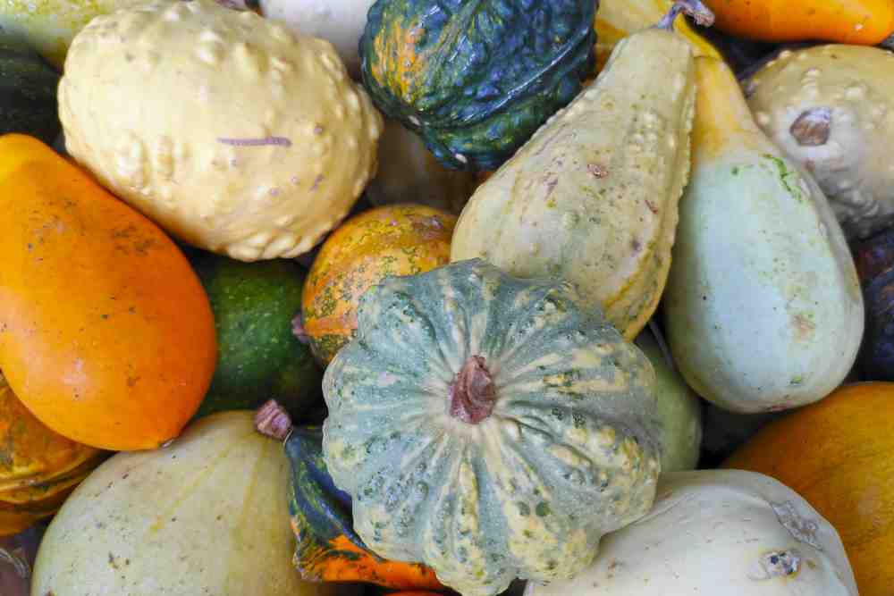 Pest and Diseases Of Family Cucurbits