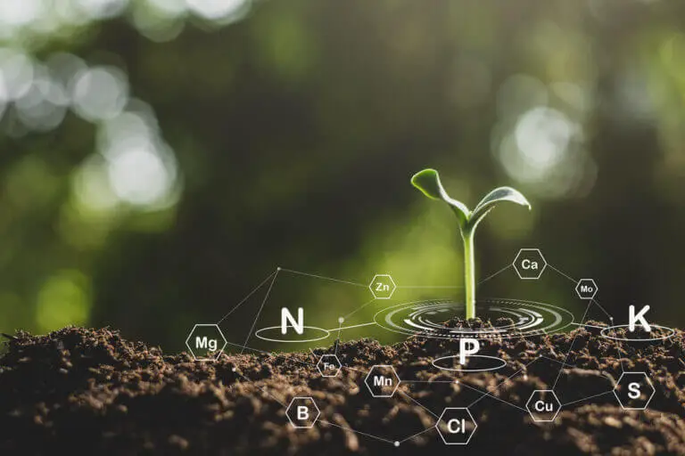 Plant Nutrients and Their Roles