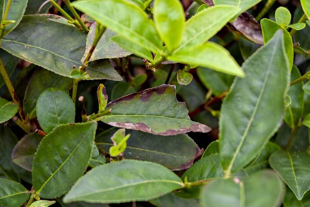 Leaf Diseases of Tea