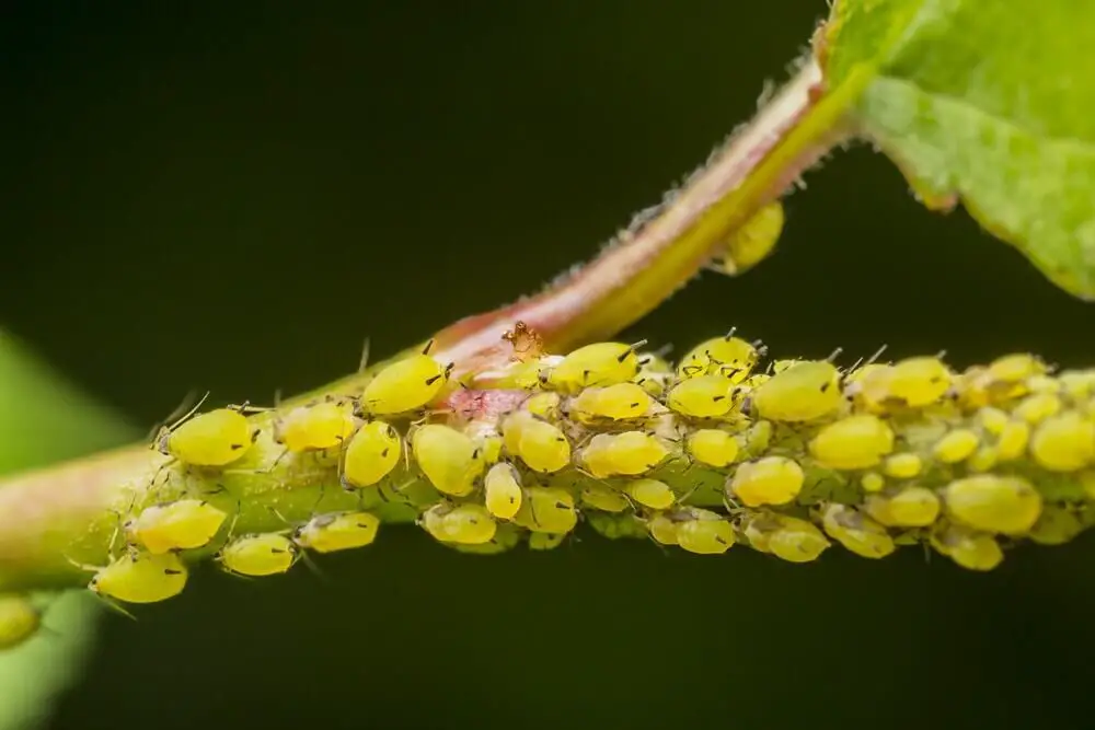 Aphids Life cycle