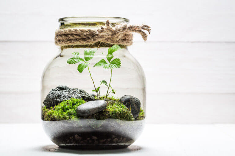 HOW TO MAKE YOUR OWN TERRARIUM