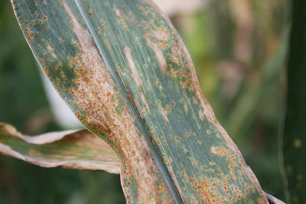 Maize Fungal Diseases 