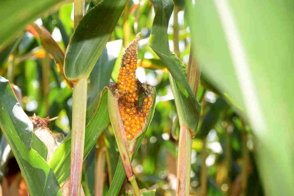 Maize Fungal Diseases