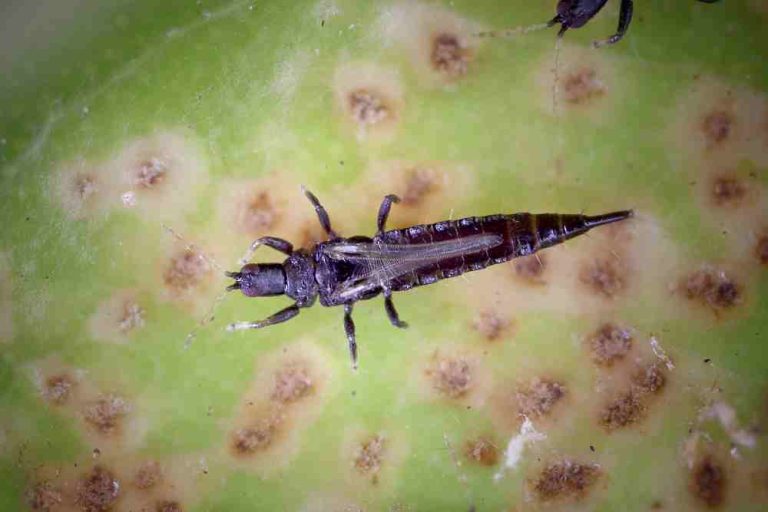 HOW TO GET RID OF THRIPS