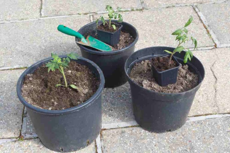VEGETABLE CONTAINER GARDENING