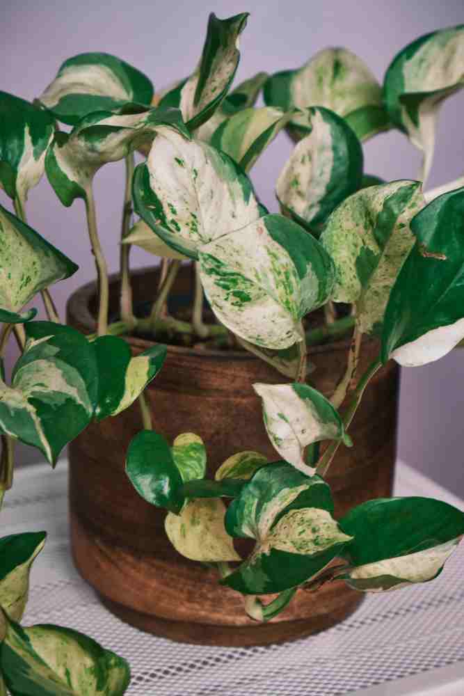 10 Best Indoor Plants