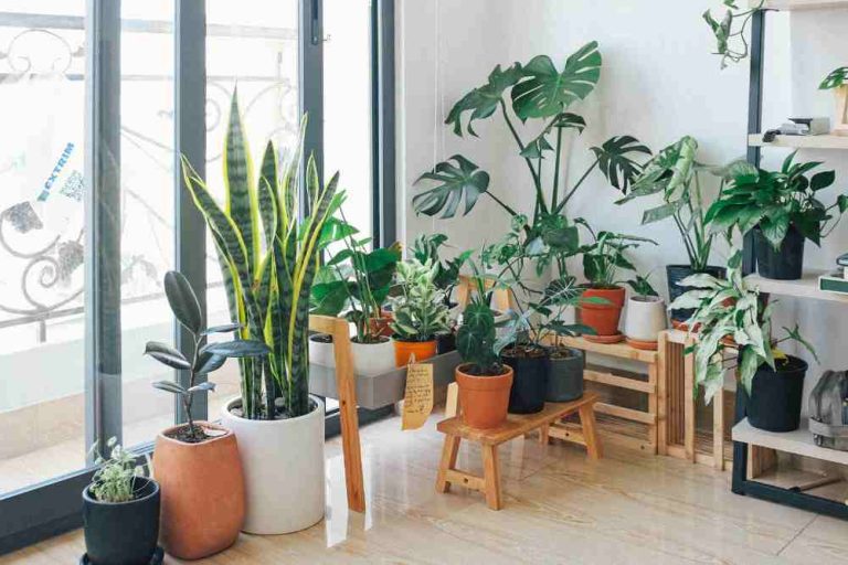10 Indoor Plants That Will Brighten Up Your Home and Improve Air Quality