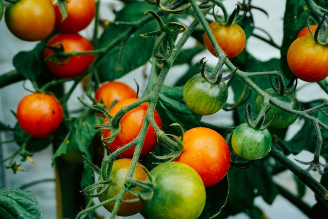 How to growing tomato plants