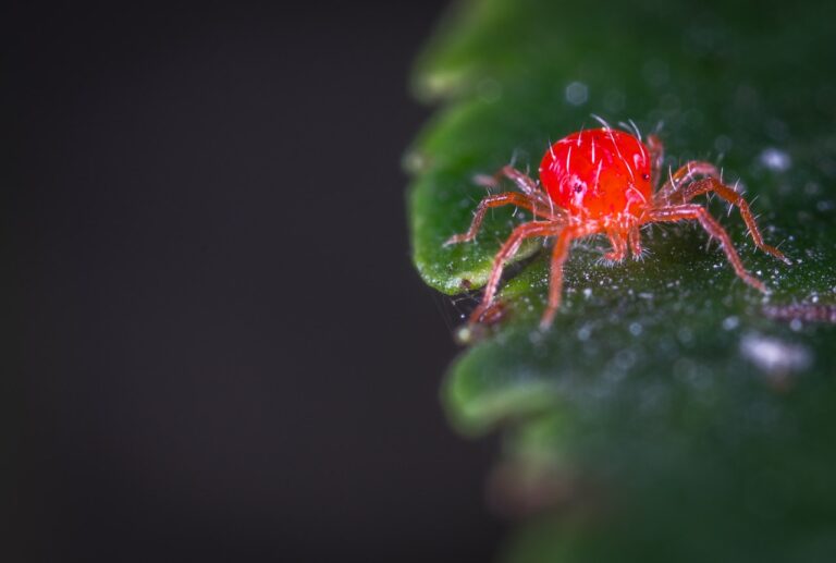 Ultimate Guide to Spider Mites: How to Identify, Prevent, and Control Them in Your Garden