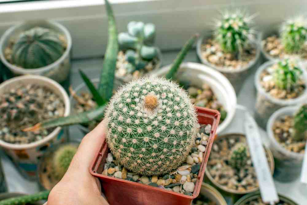 How to Grow a Cactus