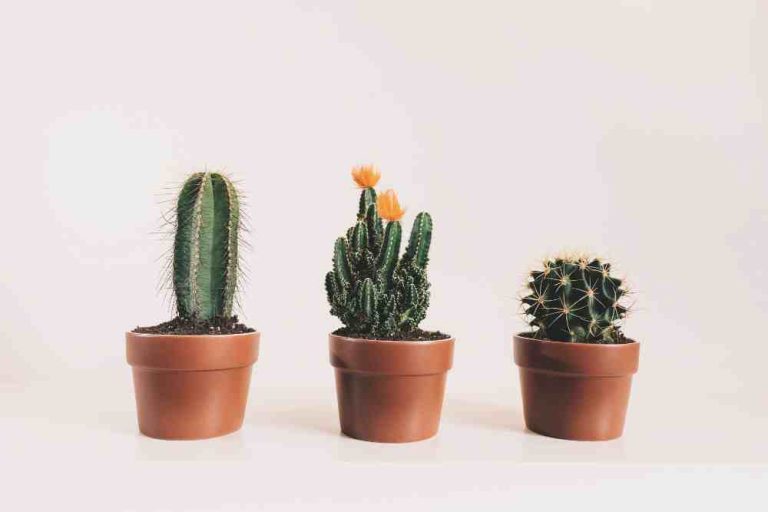 How to Grow a Cactus: A Comprehensive Guide for Thriving Succulents