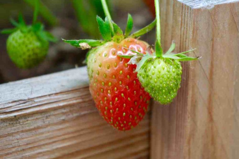 Growing Strawberries: A Complete Guide for a Bountiful Harvest