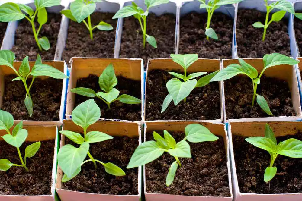 Growing Bell Peppers From Seeds