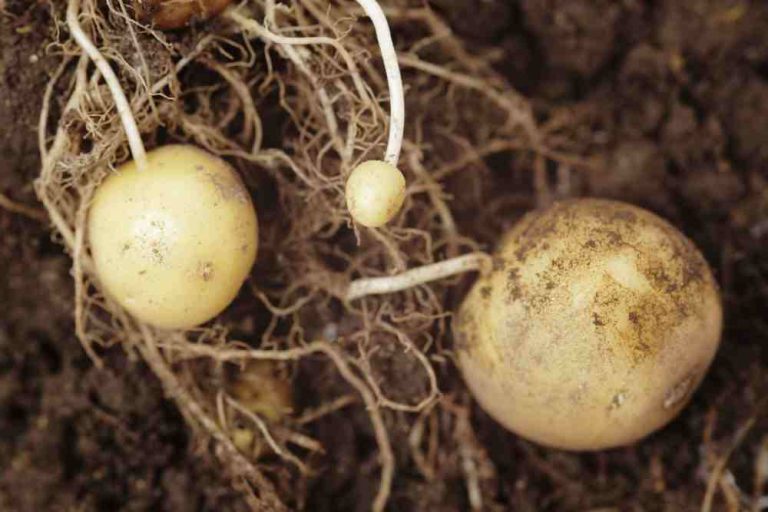 6 STEPS OF POTATOES GARDENING AND PEST AND DISEASES