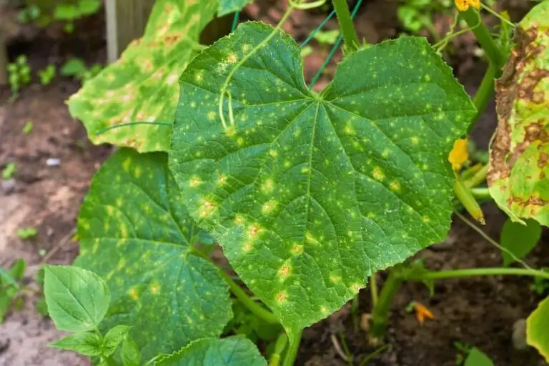 Understanding Downy Mildew: A Threat to Agricultural Crops