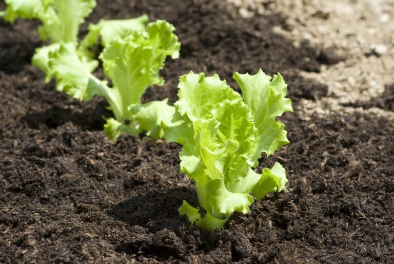 GROW YOUR OWN LETTUCE