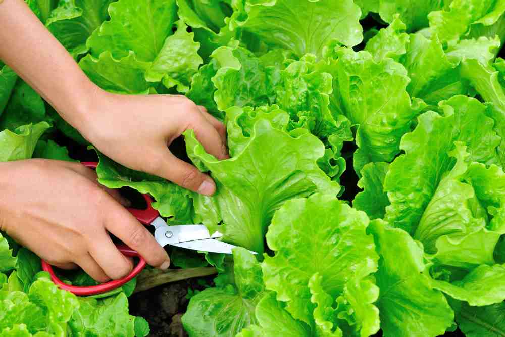 Grow Your Own Lettuce