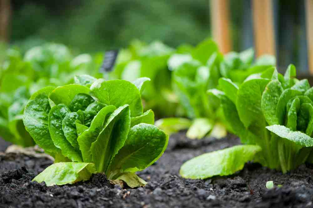 Grow Your Own Lettuce 
