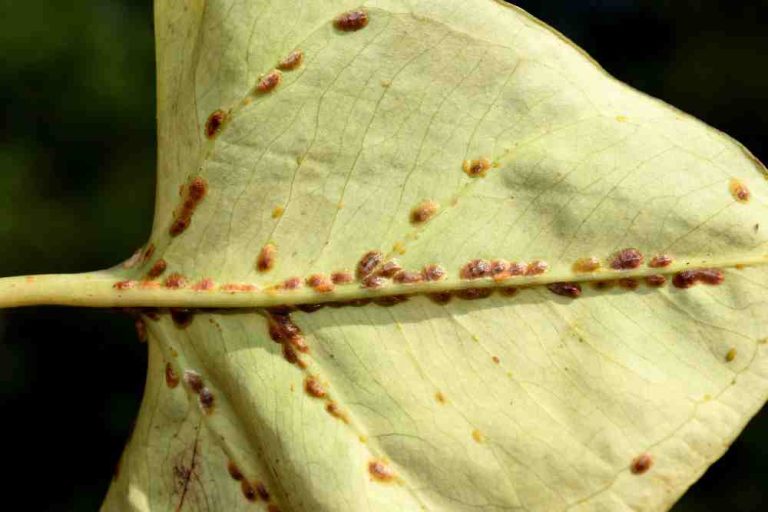 SCALE INSECTS