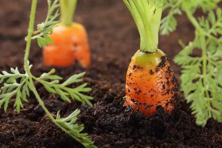 Growing Carrots: A Comprehensive Guide for Beginners