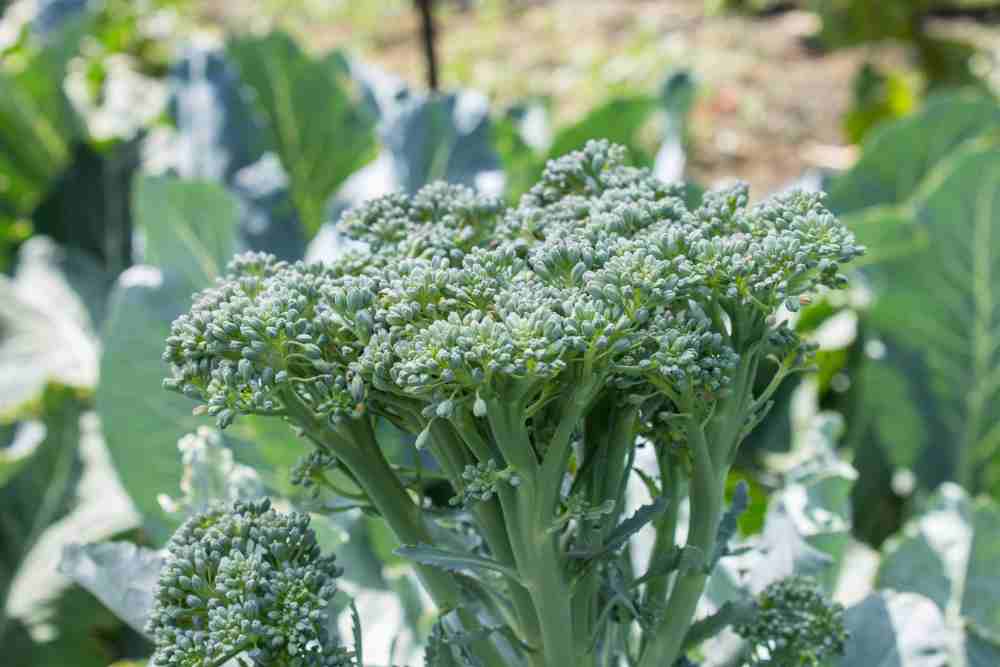 Tips For Growing Broccoli