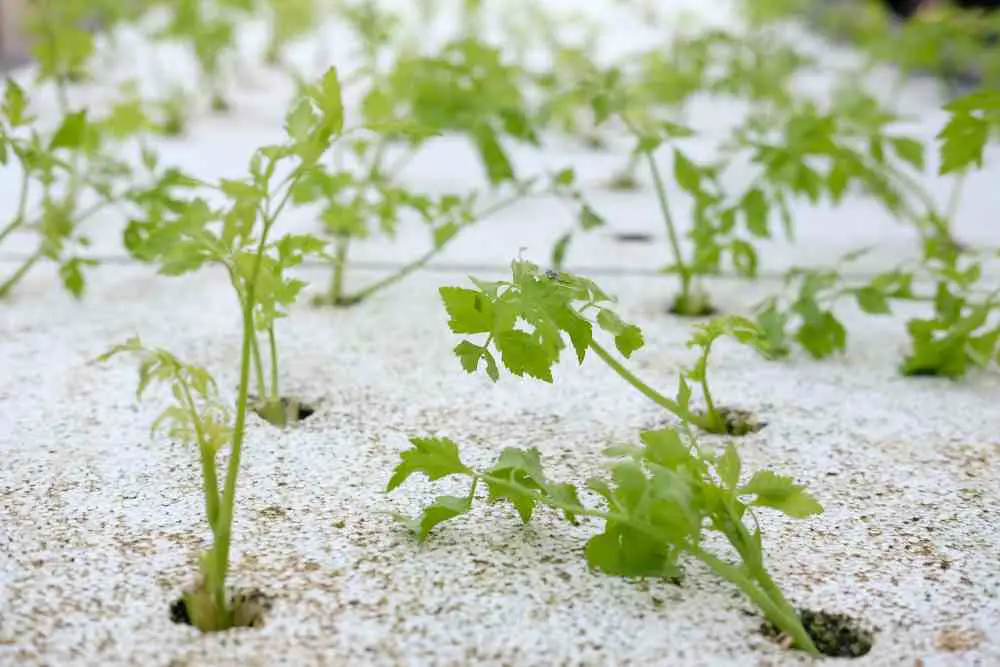 How To Grow Celery At Home 