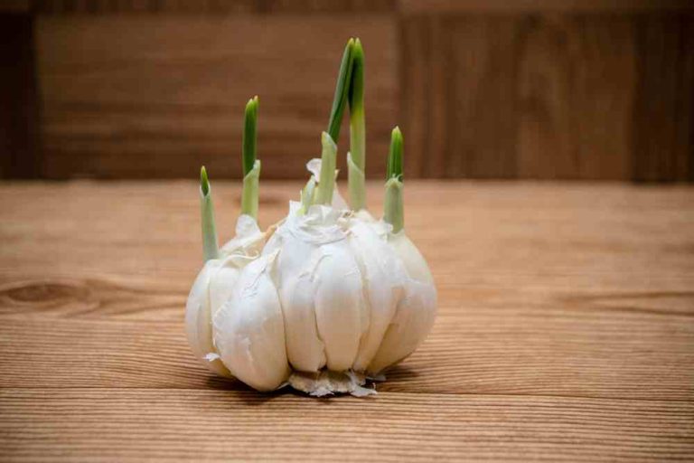 Growing Garlic: A Comprehensive Guide to Planting and Harvesting