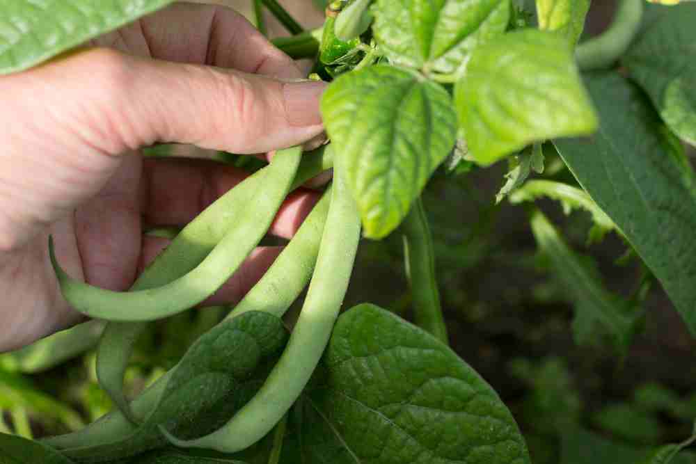 Planting Green Beans