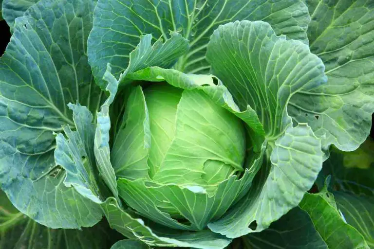 Growing Cabbage: A Comprehensive Guide for Successful Cultivation