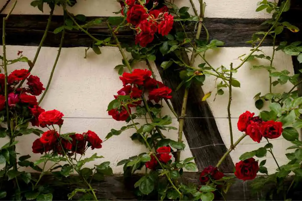 Rose Gardening For Beginners