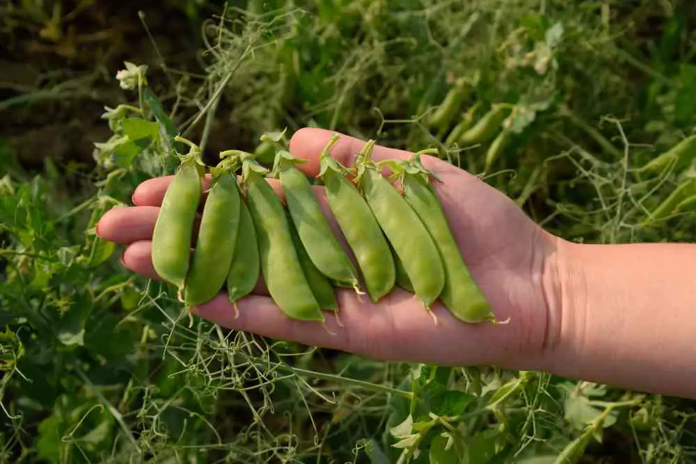Growing Peas