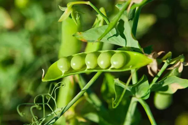 Growing Peas: A Beginner’s Guide to Planting, Caring, and Harvesting