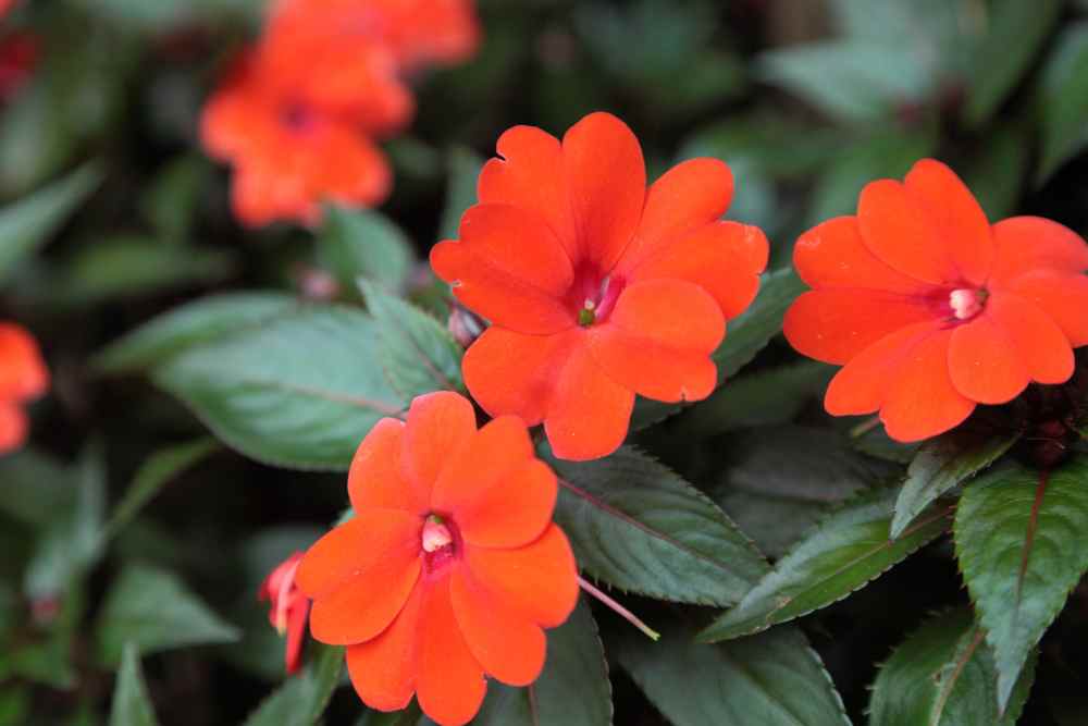 8 Best Plants For Window Boxes