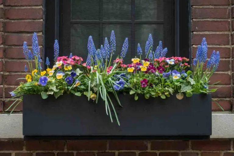 8 BEST PLANTS FOR WINDOW BOXES