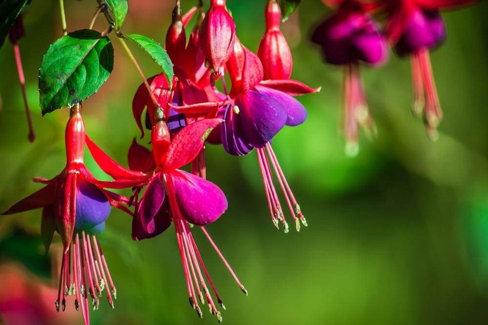 8 Best Plants For Window Boxes: : Elevate Your Home with These Stunning ...