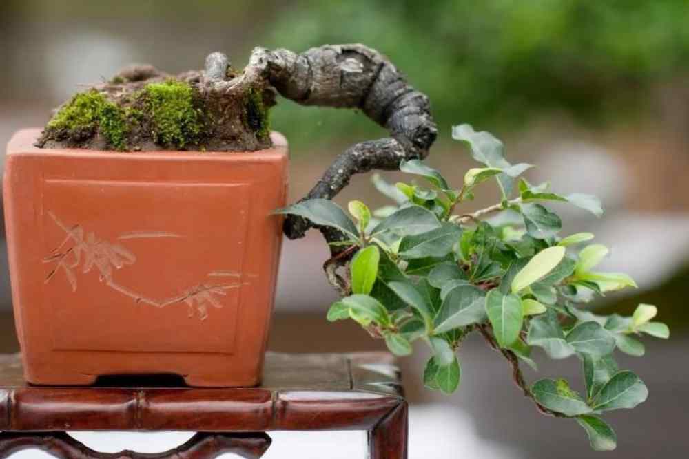Bonsai Gardening 5 Tips For Beginners