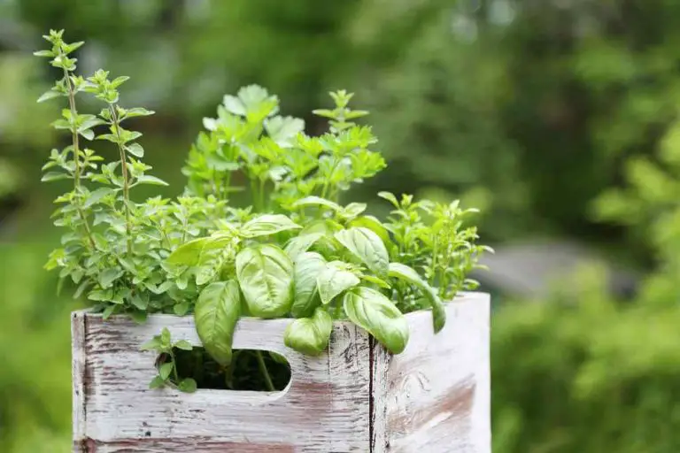Herb Gardening for Beginners: A Step-by-Step Guide to Growing Your Own Herbal Oasis