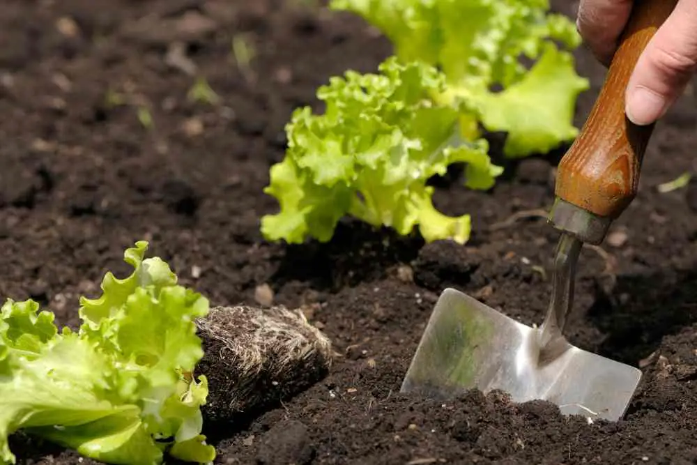 9 Easiest Vegetables To Grow in Michigan