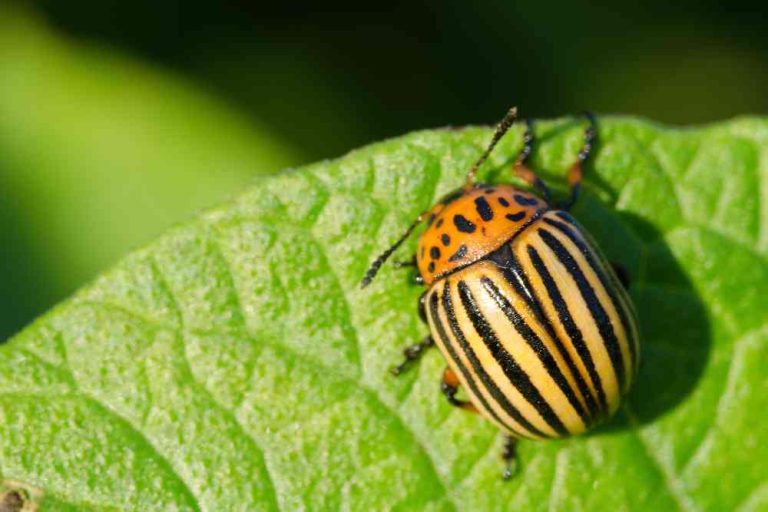 Colorado Potato Beetle: A Destructive Insect Pest Infesting Crops in the Centennial State