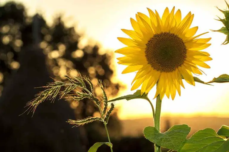 Sunflowers Gardening: A Comprehensive Guide to Growing Sunflowers