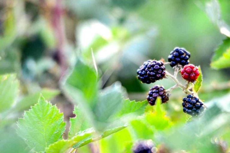 A Guide to Growing Blackberries in Your Home Garden