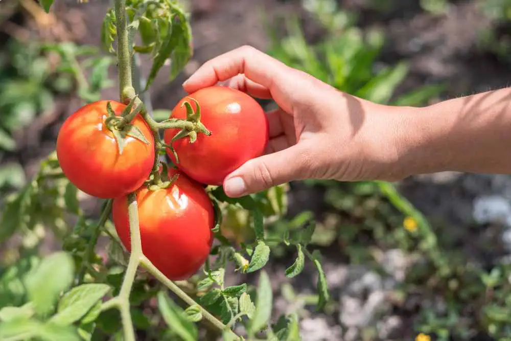 Gardening Tomatoes