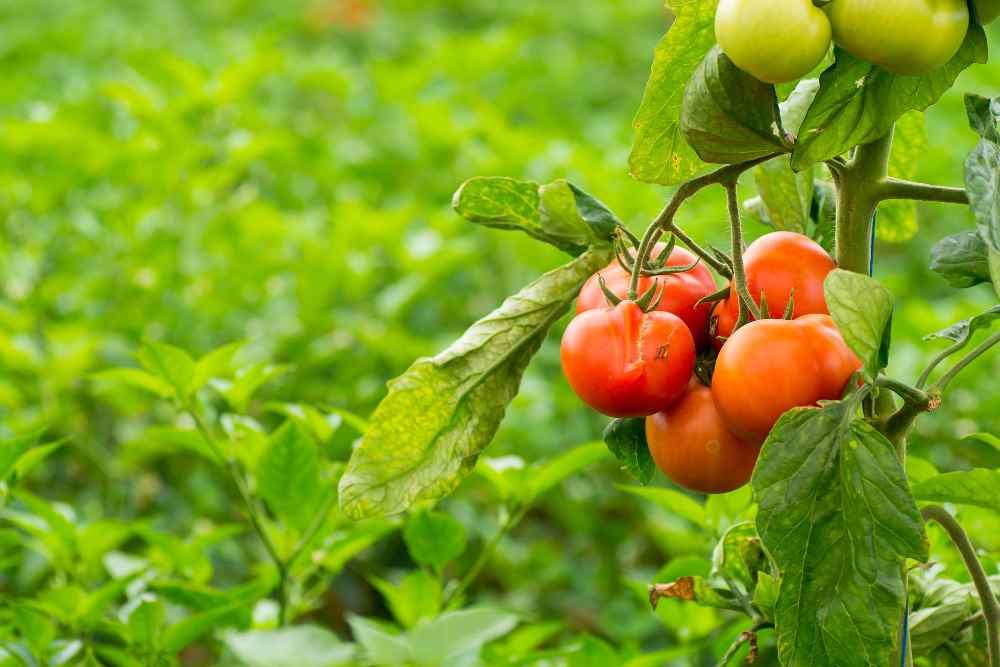 Gardening Tomatoes