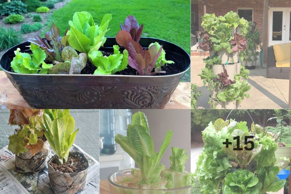 Lettuce Gardening - A Guide To Growing Crisp and Fresh Greens at Home