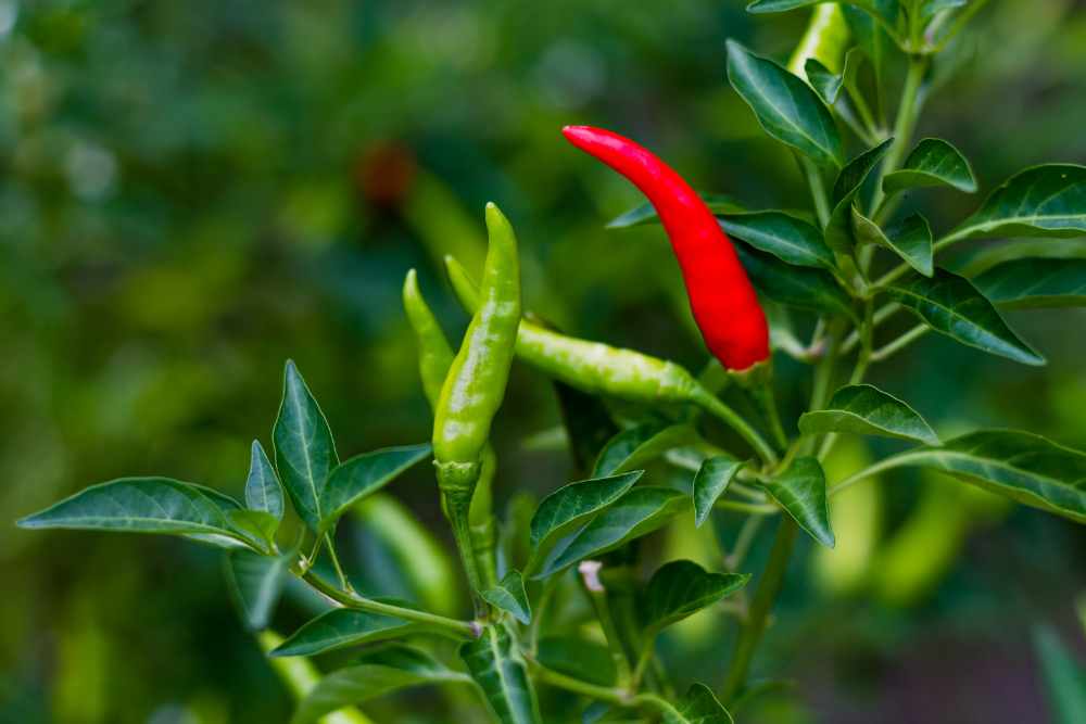 Growing Green Chillies