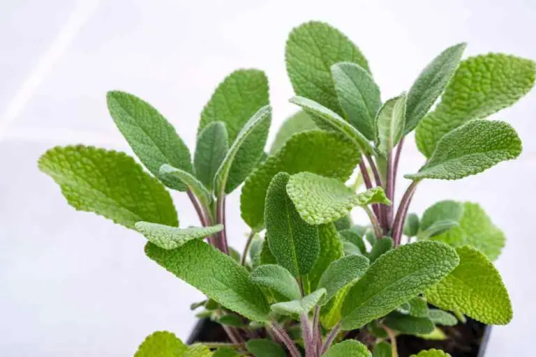 Growing Sage: Tips and Tricks for a Bountiful Harvest